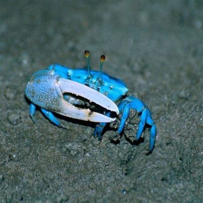  Fiddler Crab! A Curious Creature That Navigates Intertidal Zones With Its Famed Asymmetrical Claws