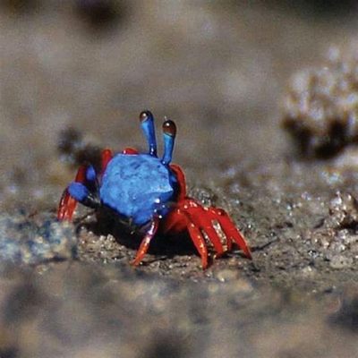  Fiddler Crab:  Explore the Enchanting World of this Dancing Crustacean