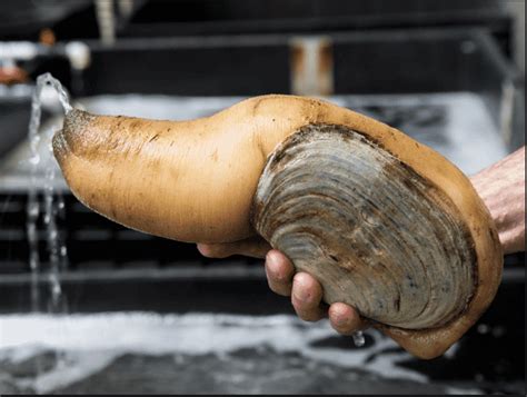  Geoduck! Opistossa Olevat Kaksikuoriset Eläimet Vaikka Ne Ei Liiku?