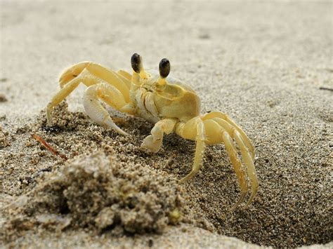  Ghost Crab:  Kuoppia kaivava kummitusrapu!