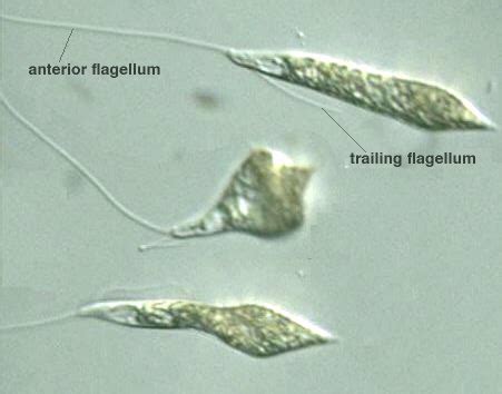  Heteronema! A Single-Celled Wonder That Thrives On Decomposition