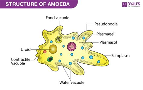  Naegleria - Uskomaton mikrobimies joka kykenee liikkumiseen sekä syömiseen pseudpodialla!