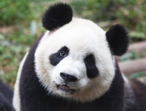  PANDA! Onko tämä mustavalkoinen mysteeri-ihme luojan oma pila vai luonnon taidonnäyte?