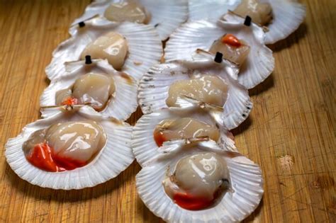  Queen Scallop! A Shellfish Champion with Exquisite Taste