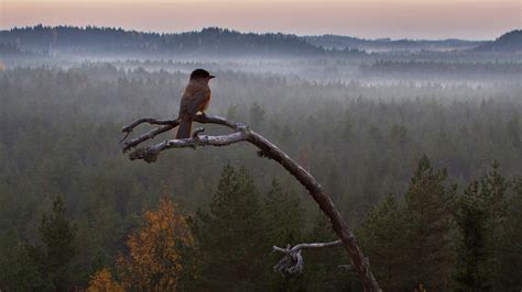  Vaahtera: Se On Yksi Kaikkein Leikkisimmistä ja Älykkäämmistä Metsän Asukkaista!