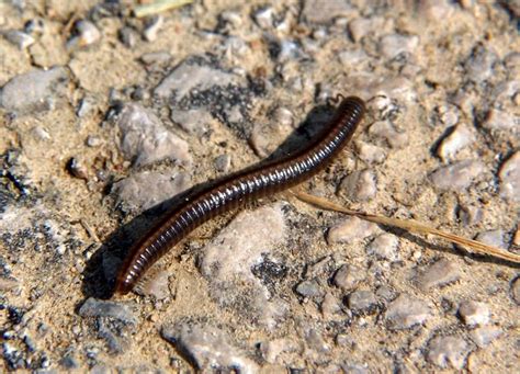  Zarthus! Mielenkiintoinen Myriapodi, Joka On Tunnettu Hämärästä Elämästään ja Erikoisesta Liikkumistavastaan