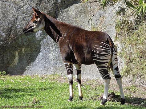  Okapi-täpläjuokseva! Se on kuin sademetsän pikkupiru ja mikromonstereiden kuningas!