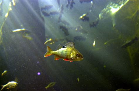  Olofishti! Kultaisen ruskeen ja hopean sävyjen loistokasta kaloista tutustuminen syvälle Aamazonin vesiin