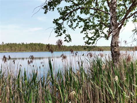  Ukkolinna: Yksi linnunmaailman kauneimmista laulajista ja luutuneiden lentotaitojen mestari!