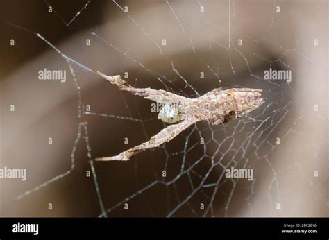  Uloborus! Löytääksesi tämän erikoisen niveljalkaisen vaatii tarkkuutta ja hieman onnea